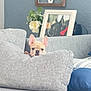 puppy, dog, couch, pillow, living_room, photograph, frame, flower, plant, decor, ear, face, pet, furniture, grey, blue_pillow, wall, indoor, cute, cozy