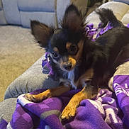 Daisy is registered to the contest to win money with this photo: animal, black_and_tan, blanket, chihuahua, companion, couch, cozy, cute, dog, ears, fur, furniture, home, indoor, looking, pet, puppy, purple_blanket, resting, small_dog