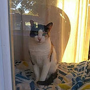 Ms Prissy is registered to the contest to win money with this photo: cat, calico_cat, pet, animal, sitting, indoors, window, curtain, blanket, sunlight, reflection, portrait, feline, whiskers, green_eyes, black_and_white, orange_patches, home, cozy, daylight