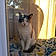 Ms Prissy