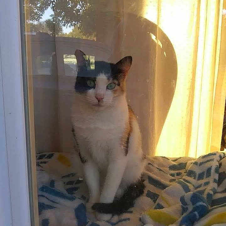 Ms Prissy is registered to the contest to win money with this photo: cat, calico_cat, pet, animal, sitting, indoors, window, curtain, blanket, sunlight, reflection, portrait, feline, whiskers, green_eyes, black_and_white, orange_patches, home, cozy, daylight