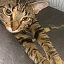 abyssinian, animal, cat, egyptiancat, kitten, manx, ocelot, person, pet, sleeping