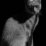 Cat a rejoint le concours — aidez-le/la à gagner de superbes lots ! cat, animal, black_and_white, portrait, feline, whiskers, ears, fur, sitting, looking, shadow, contrast, closeup, pet, mammal, dark_background, alert, eyes, indoor, grayscale