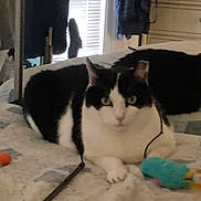 Samantha joined the competition — help win amazing prizes! cat, black_and_white, indoor, bed, blanket, toy, quilt, feline, pet, animal, resting, window, curtains, clothing, furniture, cozy, domestic, looking, lying_down, relaxed