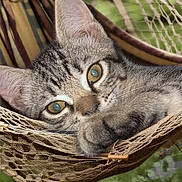 Pickles joined the competition — help win amazing prizes! cat, tabby, close_up, paw, hammock, relaxed, outdoor, animal, pet, feline, whiskers, ears, fur, green_background, nature, curious, resting, soft_light, portrait, cute
