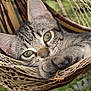 cat, tabby, close_up, paw, hammock, relaxed, outdoor, animal, pet, feline, whiskers, ears, fur, green_background, nature, curious, resting, soft_light, portrait, cute