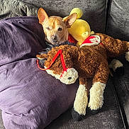 Yoyo joined the competition — help win amazing prizes! dog, plush_toy, couch, pillow, indoor, sunlight, curtain, stuffed_animal, brown, gray, purple, pet, relaxed, resting, fabric, home, cozy, soft, animal, living_room