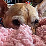 Yoyo is registered to the contest to win money with this photo: dog, blanket, pink, ears, eyes, indoor, cozy, fur, carpet, person, slippers, home, couch, texture, knit, pet, curious, closeup, resting, soft