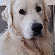 Aaron Le Beau Gosse a rejoint le concours — aidez-le/la à gagner de superbes lots ! dog, golden_retriever, pet, canine, animal, white_fur, fluffy, long_hair, portrait, close_up, face, eyes, nose, ears, indoors, chair, home, head, friendly, cute
