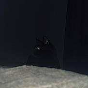 Yaeger joined the competition — help win amazing prizes! black_cat, cat, dark, shadow, green_eyes, indoor, pet, feline, animal, low_light, mysterious, curious, quiet, background, soft_focus, bed, blanket, night, silhouette, hidden
