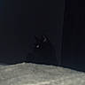 black_cat, cat, dark, shadow, green_eyes, indoor, pet, feline, animal, low_light, mysterious, curious, quiet, background, soft_focus, bed, blanket, night, silhouette, hidden