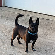 Diesel is registered to the contest to win money with this photo: dog, black_dog, blue_collar, pet, canine, outdoor, concrete, driveway, garage_door, standing, alert, tail, ears, fur, animal, companion, domestic, walking_surface, daylight, curious