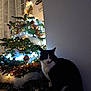 accessories, animal, architecture, blackcat, building, cat, christmas, christmasdecorations, christmastree, conifer, festival, fir, kitten, lighting, manx, ornament, person, pet, plant, tree