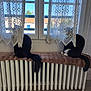 animal, appliance, cat, couch, crib, curtain, device, electricaldevice, furniture, hardwood, homedecor, infantbed, linen, manx, pet, picturewindow, radiator, window, windowsill, wood