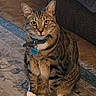 Scooter joined the competition — help win amazing prizes! cat, tabby_cat, pet, animal, feline, sitting, upright, collar, tag, whiskers, green_eyes, striped_fur, brown_fur, white_paws, portrait, indoor, living_room, rug, couch, funny_expression