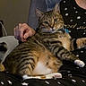 Scooter is registered to the contest to win money with this photo: cat, tabby_cat, pet, animal, indoor, person, lap, cuddling, relaxed, sitting, lying_down, fur, striped_fur, green_eyes, paws, whiskers, blanket, star_pattern, pajamas, cozy