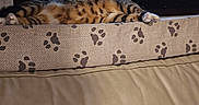 Scooter joined the competition — help win amazing prizes! cat, tabby_cat, sleeping, lying_down, relaxed, pet, animal, feline, striped_fur, paws, belly, cushion, bed, blanket, paw_prints, indoors, window, cozy, resting, photography