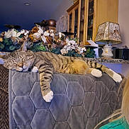 Scooter is registered to the contest to win money with this photo: cat, tabby_cat, sleeping, relaxed, pet, animal, striped_fur, white_paws, couch, sofa, blanket, indoor, living_room, home_decor, floral_decoration, festive, lamp, cabinet, cozy, portrait
