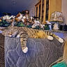 cat, tabby_cat, sleeping, relaxed, pet, animal, striped_fur, white_paws, couch, sofa, blanket, indoor, living_room, home_decor, floral_decoration, festive, lamp, cabinet, cozy, portrait