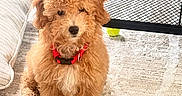 Loki Lauren is registered to the contest to win money with this photo: puppy, dog, red_collar, stuffed_toy, carpet, indoor, table, mesh_shelf, lego_box, toy, apricot_fur, curly_fur, pet, cute, sitting, floor, home, decor, furniture, animal
