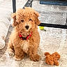Loki Lauren is registered to the contest to win money with this photo: puppy, dog, red_collar, stuffed_toy, carpet, indoor, table, mesh_shelf, lego_box, toy, apricot_fur, curly_fur, pet, cute, sitting, floor, home, decor, furniture, animal