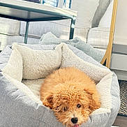 Loki Lauren joined the competition — help win amazing prizes! dog, puppy, pet_bed, curly_fur, tongue_out, indoor, living_room, sofa, cushion, glass_table, mirror, floor_rug, wood_floor, cozy, relaxed, cute, fluffy, domestic_animal, home_interior, playful