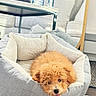 dog, puppy, pet_bed, curly_fur, tongue_out, indoor, living_room, sofa, cushion, glass_table, mirror, floor_rug, wood_floor, cozy, relaxed, cute, fluffy, domestic_animal, home_interior, playful