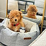 puppy, dog, pet_bed, plush_toy, mirror, reflection, living_room, carpet, red_collar, cozy, curly_fur, indoor, furniture, table, couch, soft_lighting, home_decor, cute, animal, small_dog