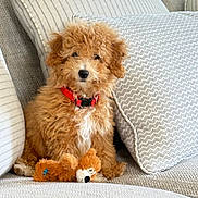 Loki Lauren joined the competition — help win amazing prizes! puppy, dog, toy, plush_toy, couch, pillows, red_collar, curly_fur, pet, indoor, cozy, cute, small_dog, furniture, relaxing, domestic_animal, animal, portrait, sitting, home