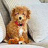 puppy, dog, toy, plush_toy, couch, pillows, red_collar, curly_fur, pet, indoor, cozy, cute, small_dog, furniture, relaxing, domestic_animal, animal, portrait, sitting, home
