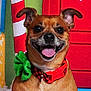 dog, animal, pet, smiling, happy, collar, green_bow, red_collar, closeup, portrait, festive, background, gift_box, red_door, ears_up, tongue_out, cute, indoor, brown_fur, cheerful