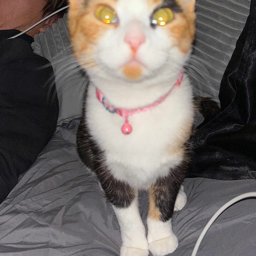 Snickers