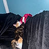 bed, black_fabric, blanket, blue_wall, calico_cat, cat, cozy, curled_up, fluffy, home, indoors, kitten, nap, pet, pink_fabric, relaxed, resting, satin, sleeping, tail