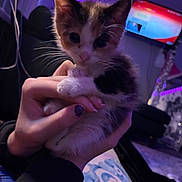 Snickers joined the competition — help win amazing prizes! animal, bedroom, being_held, black_and_white, cat, cute, ears, electronics, eyes, fur, hand, indoor, kitten, led_lights, paws, person, pet, portrait, purple_lighting, whiskers