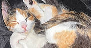 Snickers is registered to the contest to win money with this photo: animal, black_fur, blanket, calico, cat, curled_up, cute, feline, fur, indoor, kitten, orange_fur, paw_pads, pet, pink_paws, resting, sleeping, sleepy, tail, white_fur