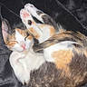 animal, black_fur, blanket, calico, cat, curled_up, cute, feline, fur, indoor, kitten, orange_fur, paw_pads, pet, pink_paws, resting, sleeping, sleepy, tail, white_fur