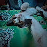 animal, bed, bedroom, blanket, cat, dark_patches, eyes, fan, fluffy, green_blanket, indoor, kitten, lying_down, paws, pet, playful, portrait, relaxed, whiskers, white_fur