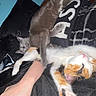 animal, bed, bedroom, blanket, calico_cat, cat, cats, cuddle, feline, fur, gray_cat, human_arm, indoor, kitten, lying_down, paw, pet, playful, sleeping, whiskers