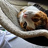 animal, calico_cat, cat, cat_tree, close_up, feline, fur, green_eyes, indoor, lounging, orange_and_white, pet, photography, pink_nose, portrait, relaxed, scratching_post, soft_texture, upside_down, whiskers