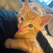 Cosmo joined the competition — help win amazing prizes! kitten, cat, orange_tabby, blue_eyes, tongue_out, close_up, pet, cute, feline, young, animal, snuggling, soft_fur, indoor, cozy, domestic_cat, playful, whiskers, ears, relaxed