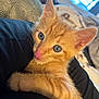 kitten, cat, orange_tabby, blue_eyes, tongue_out, close_up, pet, cute, feline, young, animal, snuggling, soft_fur, indoor, cozy, domestic_cat, playful, whiskers, ears, relaxed