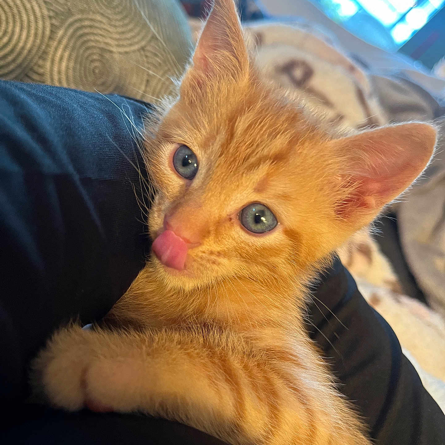 Cosmo joined the competition — help win amazing prizes! animal, blue_eyes, cat, close_up, cozy, cute, domestic_cat, ears, feline, indoor, kitten, orange_tabby, pet, playful, relaxed, snuggling, soft_fur, tongue_out, whiskers, young