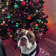 Hazel Grace joined the competition — help win amazing prizes! dog, christmas_tree, holiday, lights, decorations, ornaments, sweater, pet, indoor, carpet, festive, cute, animal, christmas, celebration, holiday_season, portrait, looking_up, brown_and_white, cozy
