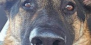 Dakota joined the competition — help win amazing prizes! animal, black_fur, brown_fur, canine, car_interior, close_up, cute, dog, domestic_animal, ears, fur_texture, german_shepherd, indoor, looking_at_camera, nose, pet, portrait, snout, tongue, whiskers