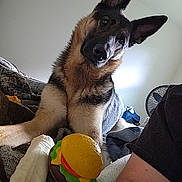Dakota joined the competition — help win amazing prizes! animal, bed, blanket, clothing, cozy, curious, cute, dog, ears, fan, fur, german_shepherd, hamburger_toy, household, indoor, person_arm, pet, playful, resting, toy