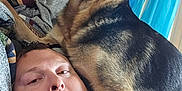 Dakota is registered to the contest to win money with this photo: animal, blanket, bond, close_up, couch, curtain, dog, face, fur, furniture, german_shepherd, human, indoor, man, paw, pet, portrait, relaxation, resting, window