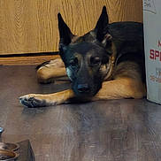 Dakota joined the competition — help win amazing prizes! dog, german_shepherd, lying_down, floor, wooden_floor, door, cardboard_box, indoors, pet, animal, canine, resting, brown, black, ears, paw, snout, fur, quiet, domestic
