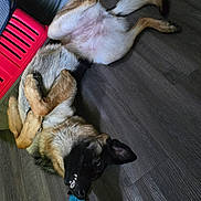 Dakota joined the competition — help win amazing prizes! animal, ball, canine, dog, ears, fan, flooring, fur, household, indoor, lying_down, mouth, pet, playing, red_chair, relaxed, teeth, tongue, toy, wooden_floor