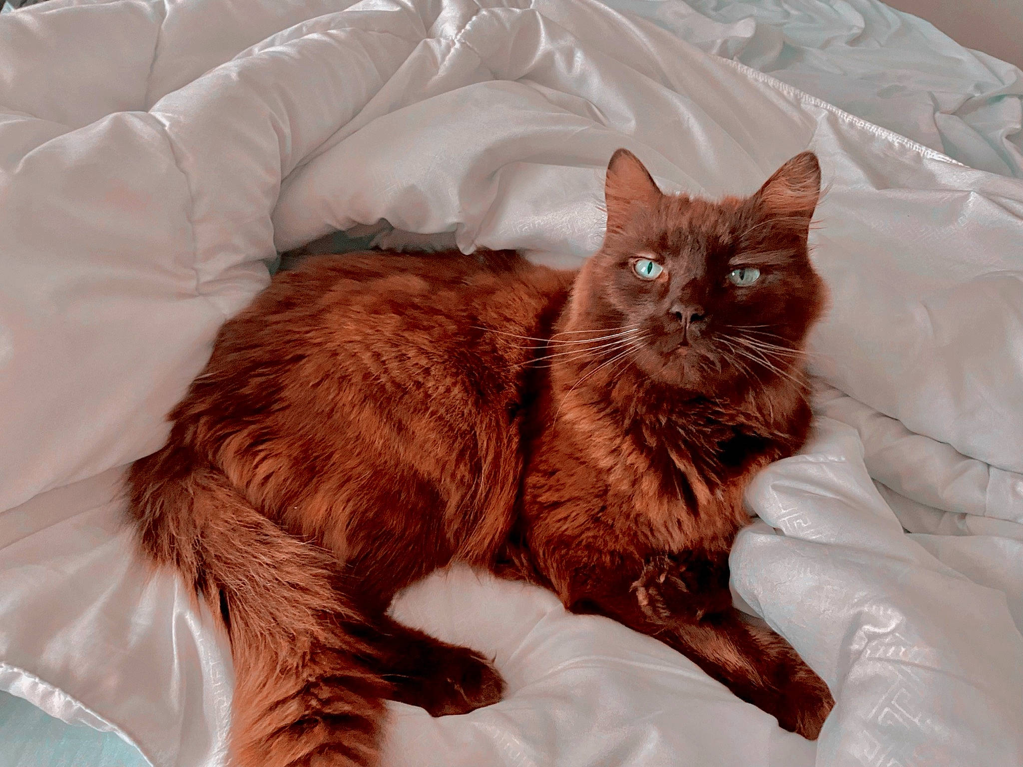 Atticus is registered to the contest to win money with this photo: bed, brown, carnivore, cat, cat_supply, claw, comfort, domestic_short_haired_cat, fawn, felidae, fur, linens, liver, paw, small_to_medium_sized_cats, tail, whiskers, window