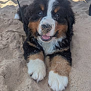 Ollie joined the competition — help win amazing prizes! dog, puppy, bernese_mountain_dog, sand, beach, animal, cute, smiling, outdoor, fur, paw, nose, black_fur, white_fur, brown_fur, pet, young_dog, lying_down, happy, canine